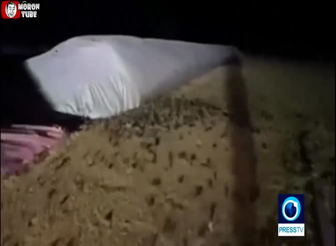 Video :Thousands of mice have taken over an Australian farm